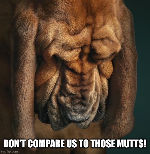 Dog Ashamed | DON’T COMPARE US TO THOSE MUTTS! | image tagged in dog ashamed | made w/ Imgflip meme maker