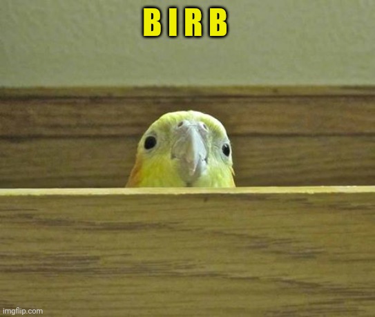 The Birb | B I R B | image tagged in the birb | made w/ Imgflip meme maker