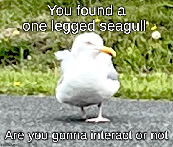 You found a one legged seagull; Are you gonna interact or not | made w/ Imgflip meme maker