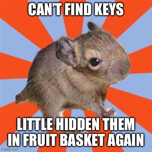 Top text reads: “Can’t find keys” Bottom text reads: “Little hidden them in fruit basket again”] | CAN’T FIND KEYS; LITTLE HIDDEN THEM IN FRUIT BASKET AGAIN | image tagged in dissociative degu,dissociative identity disorder,actually did,dissociative system,did system | made w/ Imgflip meme maker