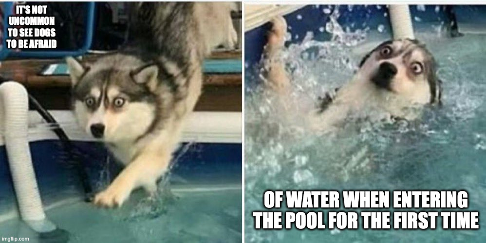 Afraid Husky Entering Pool | IT'S NOT UNCOMMON TO SEE DOGS TO BE AFRAID; OF WATER WHEN ENTERING THE POOL FOR THE FIRST TIME | image tagged in dogs,memes,pool | made w/ Imgflip meme maker