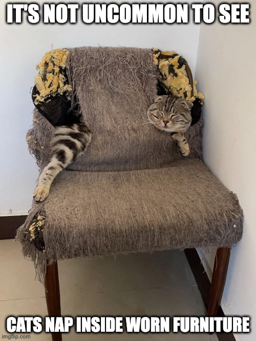 Cat on Worn Chair | IT'S NOT UNCOMMON TO SEE; CATS NAP INSIDE WORN FURNITURE | image tagged in chair,cats,memes | made w/ Imgflip meme maker