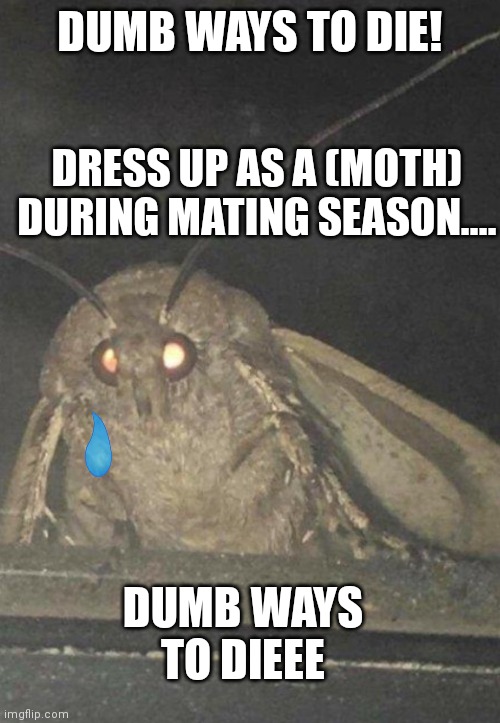 Moth | DUMB WAYS TO DIE! DRESS UP AS A (MOTH) DURING MATING SEASON.... DUMB WAYS TO DIEEE | image tagged in moth | made w/ Imgflip meme maker