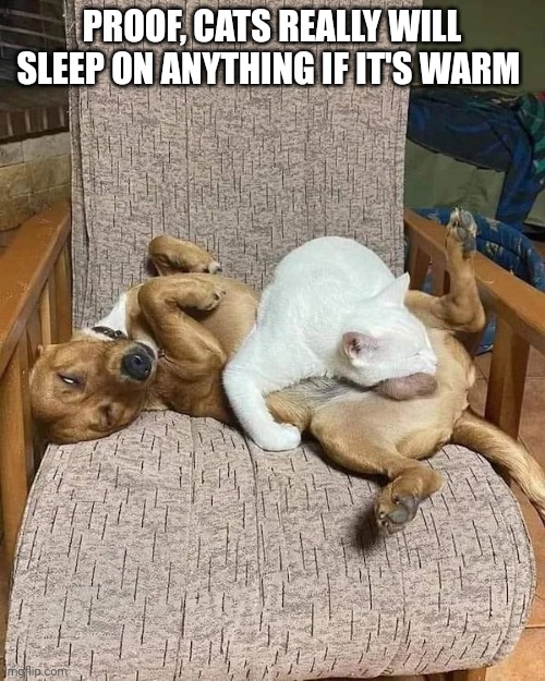 Cat sleeping | PROOF, CATS REALLY WILL SLEEP ON ANYTHING IF IT'S WARM | image tagged in dog and cat | made w/ Imgflip meme maker