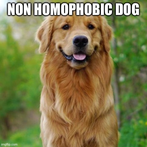 awe | NON HOMOPHOBIC DOG | image tagged in pretty,non homophobic dog | made w/ Imgflip meme maker