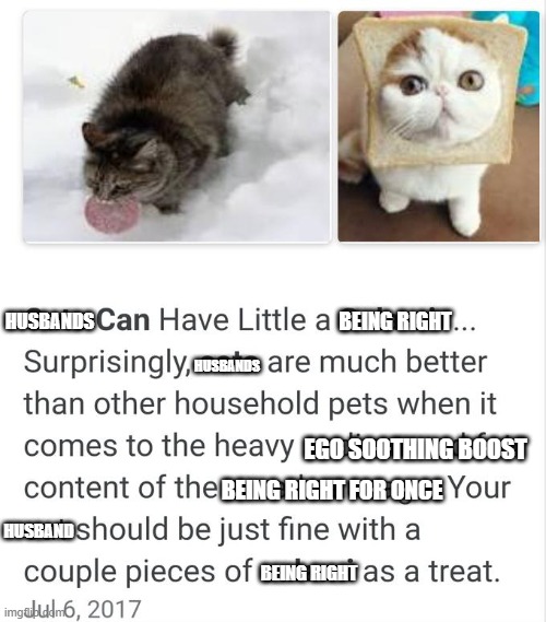 can husbands have a little being right? | BEING RIGHT; HUSBANDS; HUSBANDS; EGO SOOTHING BOOST; BEING RIGHT FOR ONCE; HUSBAND; BEING RIGHT | image tagged in cats can have a little salami as a treat | made w/ Imgflip meme maker