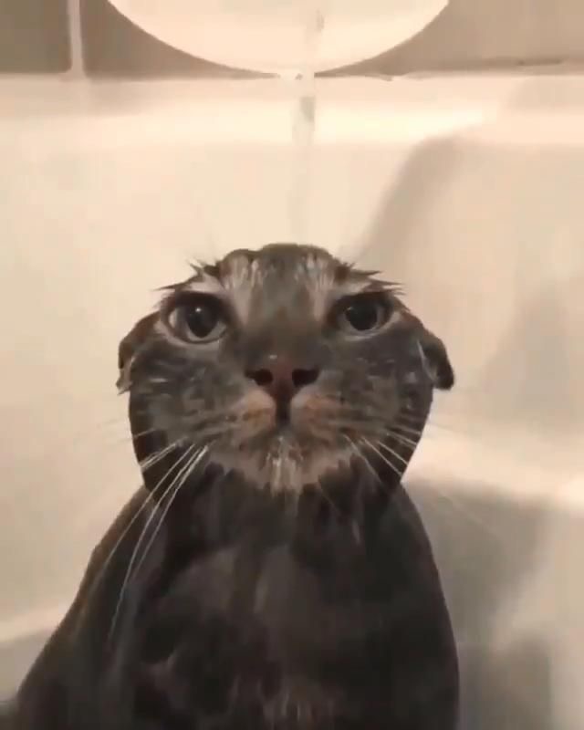 Wet cat Blank Meme Template