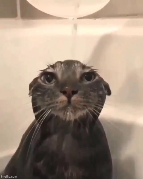 Wet cat | image tagged in cats | made w/ Imgflip meme maker