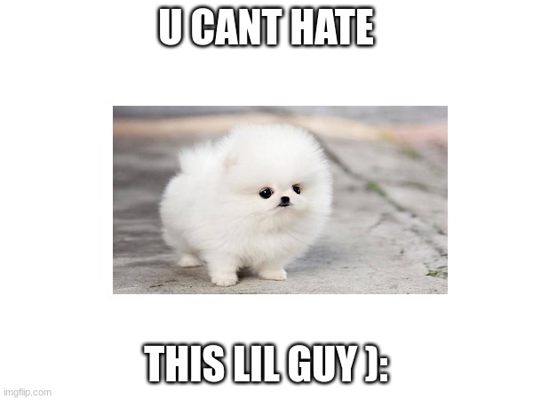 U CANT HATE THIS LIL GUY ): | made w/ Imgflip meme maker