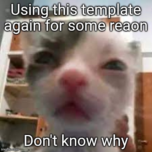Cat lightskin stare | Using this template again for some reaon; Don't know why | image tagged in cat lightskin stare | made w/ Imgflip meme maker