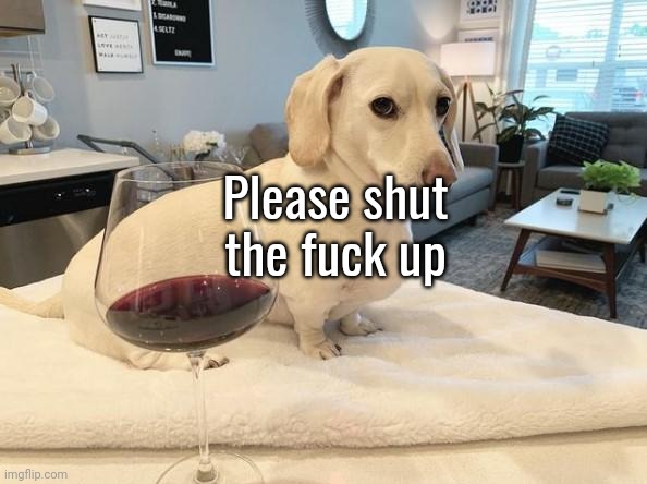 Homophobic Dog | Please shut the fuck up | image tagged in homophobic dog | made w/ Imgflip meme maker