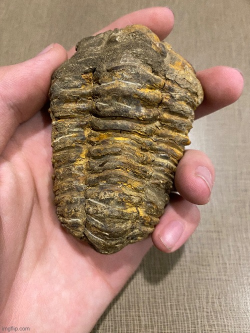 [Road Trip Pic #11] a real trilobite fossil I bought in Arizona a couple days ago | image tagged in fossil,history,road trip | made w/ Imgflip meme maker