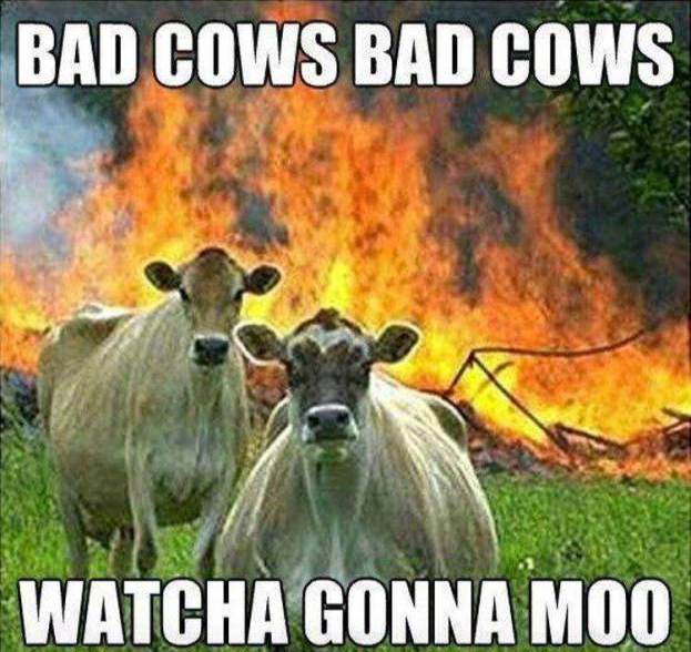 bad cows Blank Meme Template