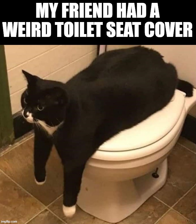 MY FRIEND HAD A WEIRD TOILET SEAT COVER | image tagged in cats | made w/ Imgflip meme maker