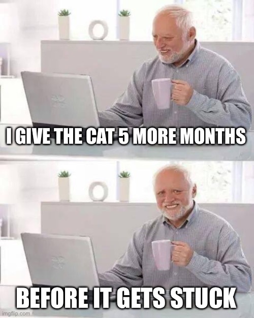 Hide the Pain Harold Meme | I GIVE THE CAT 5 MORE MONTHS BEFORE IT GETS STUCK | image tagged in memes,hide the pain harold | made w/ Imgflip meme maker