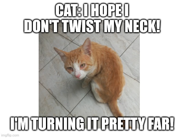 My Neck is Very Flexible! | CAT: I HOPE I DON'T TWIST MY NECK! I'M TURNING IT PRETTY FAR! | image tagged in cats | made w/ Imgflip meme maker