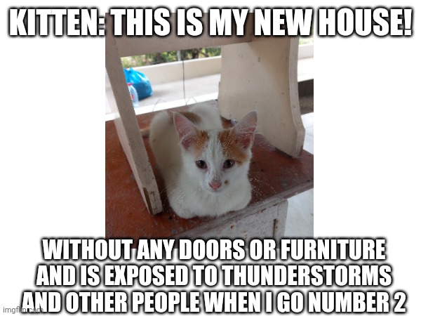 My Exposed House | KITTEN: THIS IS MY NEW HOUSE! WITHOUT ANY DOORS OR FURNITURE AND IS EXPOSED TO THUNDERSTORMS AND OTHER PEOPLE WHEN I GO NUMBER 2 | image tagged in cats | made w/ Imgflip meme maker