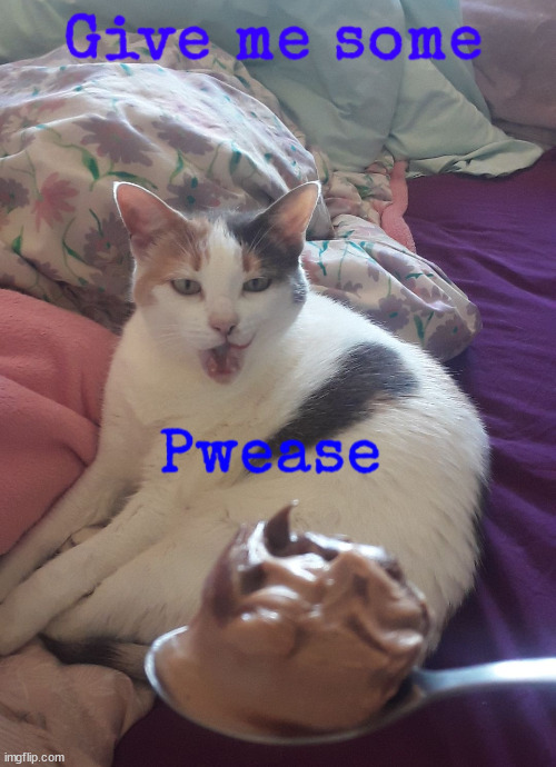 Give me some Pwease | image tagged in cute cat,funny meme | made w/ Imgflip meme maker