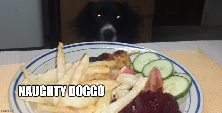 Naughty doggo | NAUGHTY DOGGO | image tagged in funny meme,cute dog | made w/ Imgflip meme maker