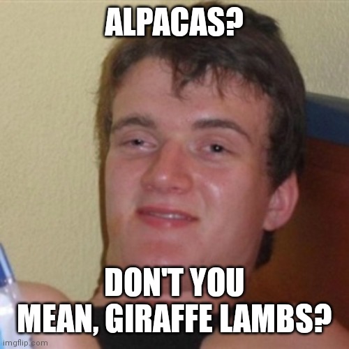 High/Drunk guy | ALPACAS? DON'T YOU MEAN, GIRAFFE LAMBS? | image tagged in high/drunk guy | made w/ Imgflip meme maker