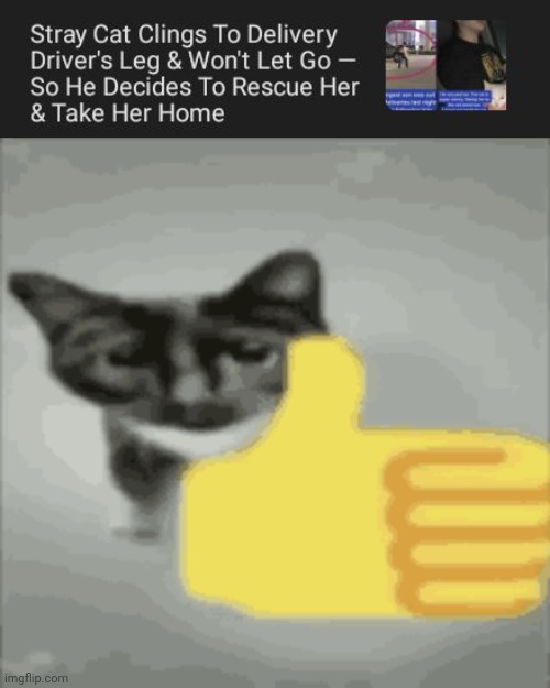 Stray cat needed attention | image tagged in cat thumbs up,stray cat,cats,cat,memes,home | made w/ Imgflip meme maker