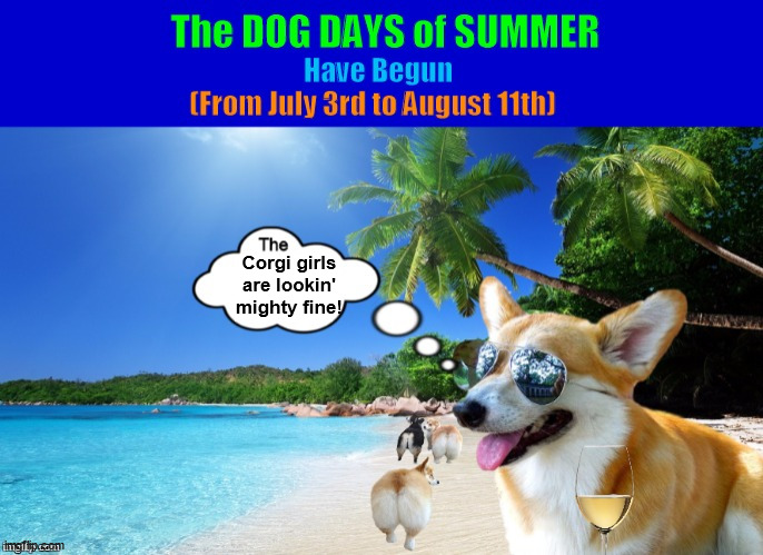 The Dog Days of Summer have Begun | image tagged in dog days of summer,corgi,dog,dogs,funny,memes | made w/ Imgflip meme maker