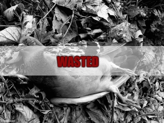 I’m sorry. I’m so sorry. | WASTED | image tagged in aaa | made w/ Imgflip meme maker