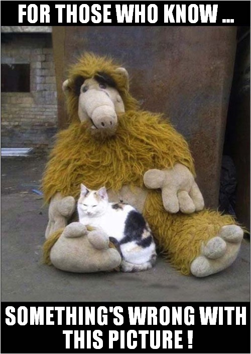 ALF Loved Cats ! | FOR THOSE WHO KNOW ... SOMETHING'S WRONG WITH
 THIS PICTURE ! | image tagged in cats,alf | made w/ Imgflip meme maker