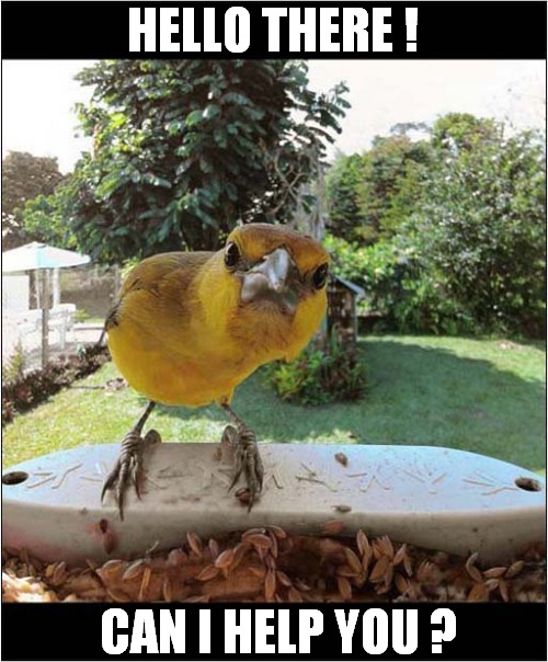 Visitor On Webcam | HELLO THERE ! CAN I HELP YOU ? | image tagged in birds,hello there,webcam | made w/ Imgflip meme maker