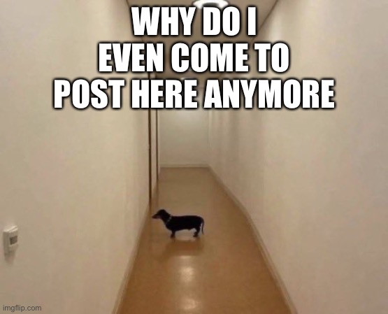 Y’know what I mean | WHY DO I EVEN COME TO POST HERE ANYMORE | image tagged in sad dog | made w/ Imgflip meme maker