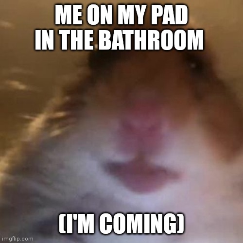 Sus intensifies | ME ON MY PAD IN THE BATHROOM; (I'M COMING) | image tagged in hampter,memes,sus | made w/ Imgflip meme maker