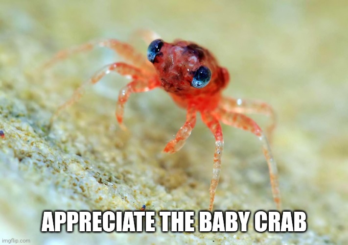APPRECIATE THE BABY CRAB | image tagged in crab | made w/ Imgflip meme maker