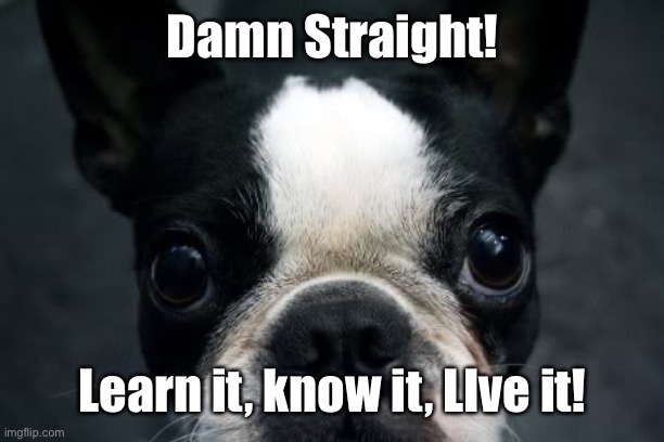 Boston Terrier | Damn Straight! Learn it, know it, LIve it! | image tagged in boston terrier | made w/ Imgflip meme maker