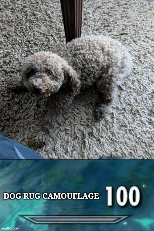 Dog rug camouflage | DOG RUG CAMOUFLAGE | image tagged in skyrim skill meme,dog,rug,camouflage,dogs,memes | made w/ Imgflip meme maker