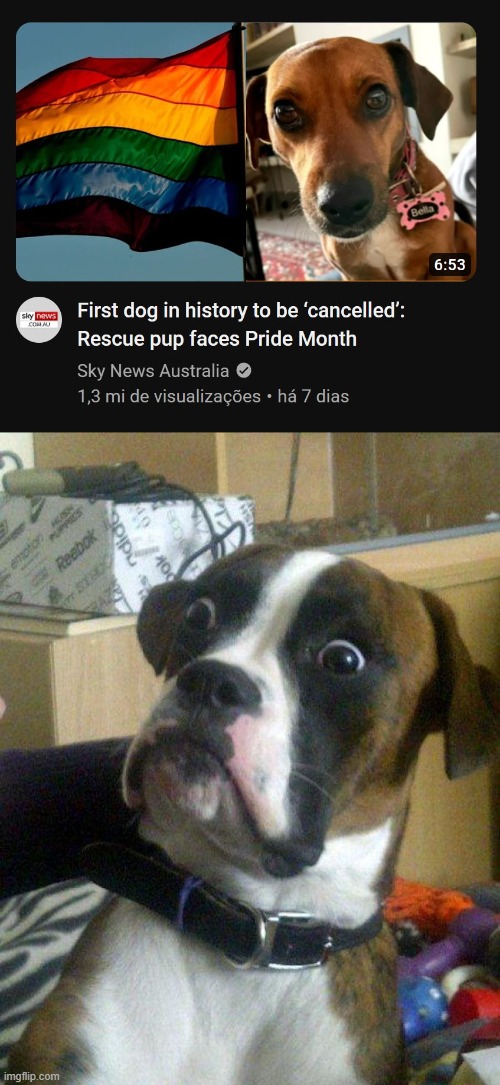 The what? | image tagged in blankie the shocked dog,cancelled,cancel culture,twitter,dogs,excuse me what the heck | made w/ Imgflip meme maker