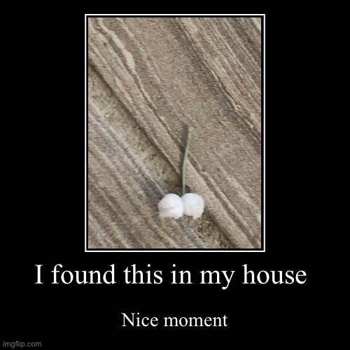 Yooooo it’s a di- | I found this in my house | Nice moment | image tagged in funny,demotivationals | made w/ Imgflip demotivational maker