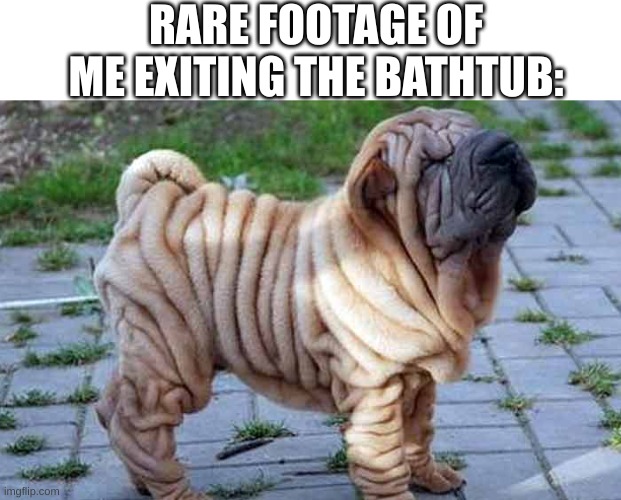 I get so itchy and wrinkly! | RARE FOOTAGE OF ME EXITING THE BATHTUB: | image tagged in dogs,relatable,memes,funny,cursed image | made w/ Imgflip meme maker