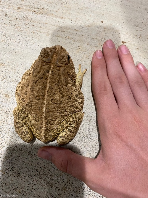 [Road Trip Pic #11] a HUGE toad I found in Oklahoma (I have long fingers) | image tagged in toad,nature,the biggest toad ive ever seen | made w/ Imgflip meme maker
