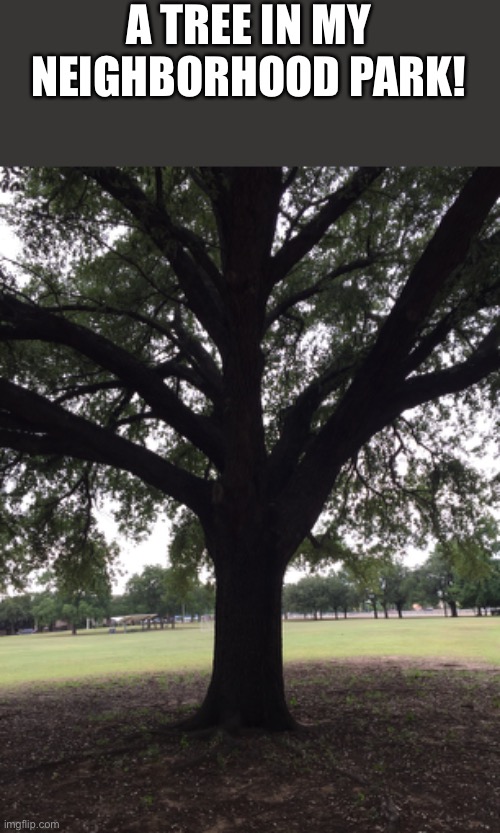 A TREE IN MY NEIGHBORHOOD PARK! | image tagged in shareyourphotos,pictures,funny,memes,trees,outdoors | made w/ Imgflip meme maker
