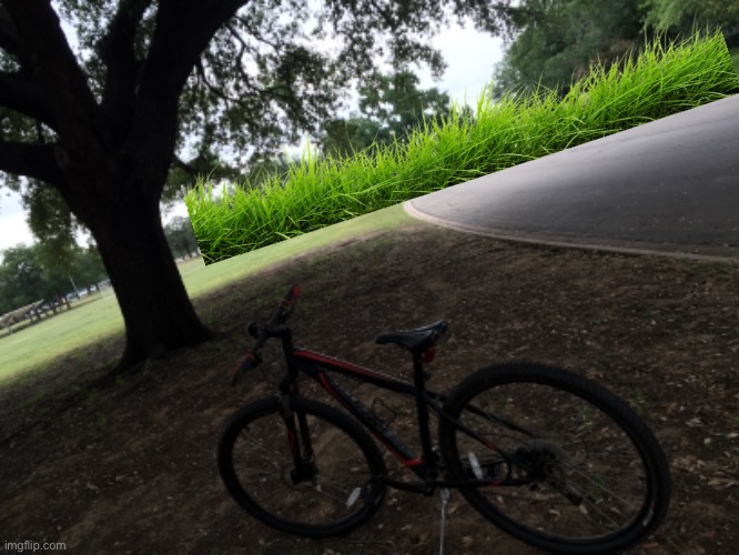 My bike and a tree in my neighborhood park | made w/ Imgflip meme maker