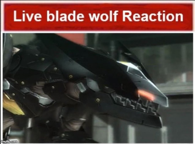Live blade wolf reaction | image tagged in live blade wolf reaction | made w/ Imgflip meme maker