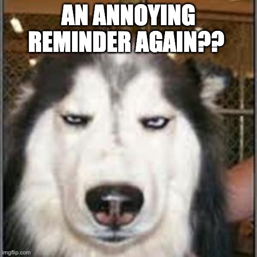 An annoying reminder again? | AN ANNOYING REMINDER AGAIN?? | image tagged in original pissed off husky | made w/ Imgflip meme maker