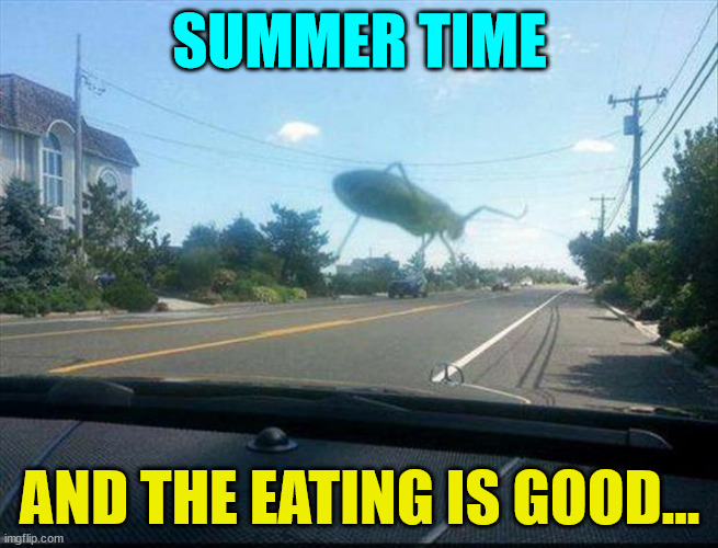 Windshield cuisine... | SUMMER TIME; AND THE EATING IS GOOD... | image tagged in bugs,yum,dark humor | made w/ Imgflip meme maker