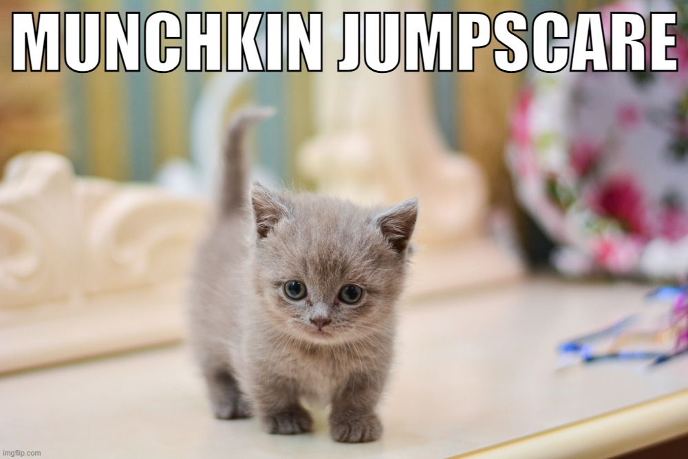 MUNCHKIN JUMPSCARE | image tagged in munchkin | made w/ Imgflip meme maker