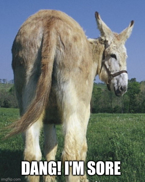 donkey ass | DANG! I'M SORE | image tagged in donkey ass | made w/ Imgflip meme maker