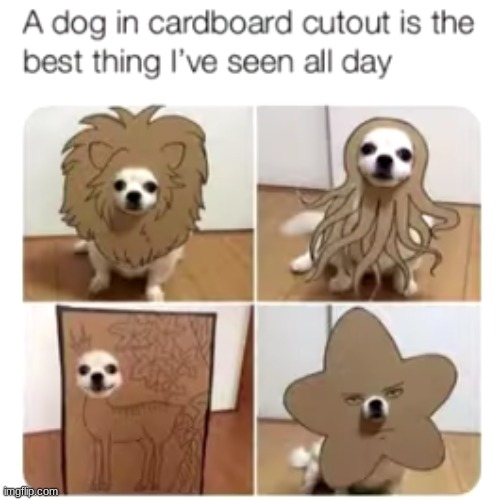 It's so cool! | image tagged in dog,cardboard | made w/ Imgflip meme maker