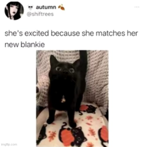 That's so cute! | image tagged in cat,blanket | made w/ Imgflip meme maker