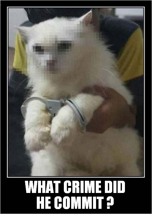 Cat 'Perp' Walk ! | WHAT CRIME DID
HE COMMIT ? | image tagged in cats,perp walk,crime | made w/ Imgflip meme maker