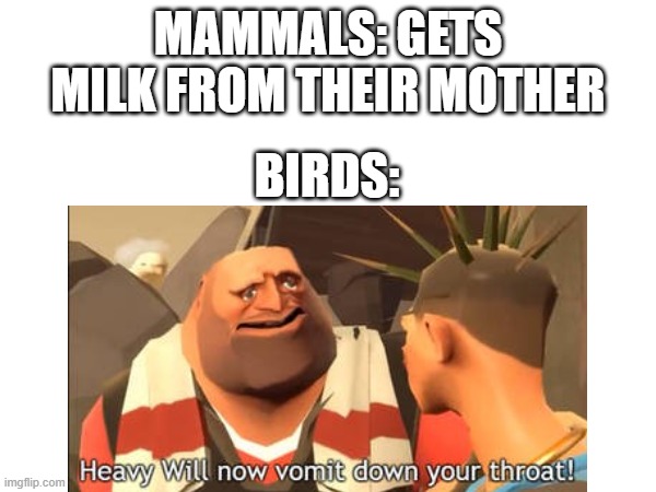 fhadtgjnstjhstgjsrtyjy | MAMMALS: GETS MILK FROM THEIR MOTHER; BIRDS: | image tagged in birds,mammals,tf2 heavy,stop reading this | made w/ Imgflip meme maker