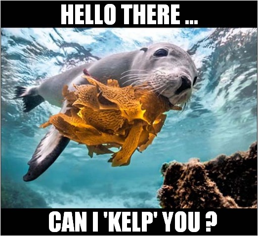 A Friendly Seal ! | HELLO THERE ... CAN I 'KELP' YOU ? | image tagged in hello there,seal,friendly | made w/ Imgflip meme maker